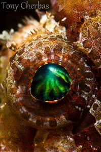 Lion Eye by Tony Cherbas 